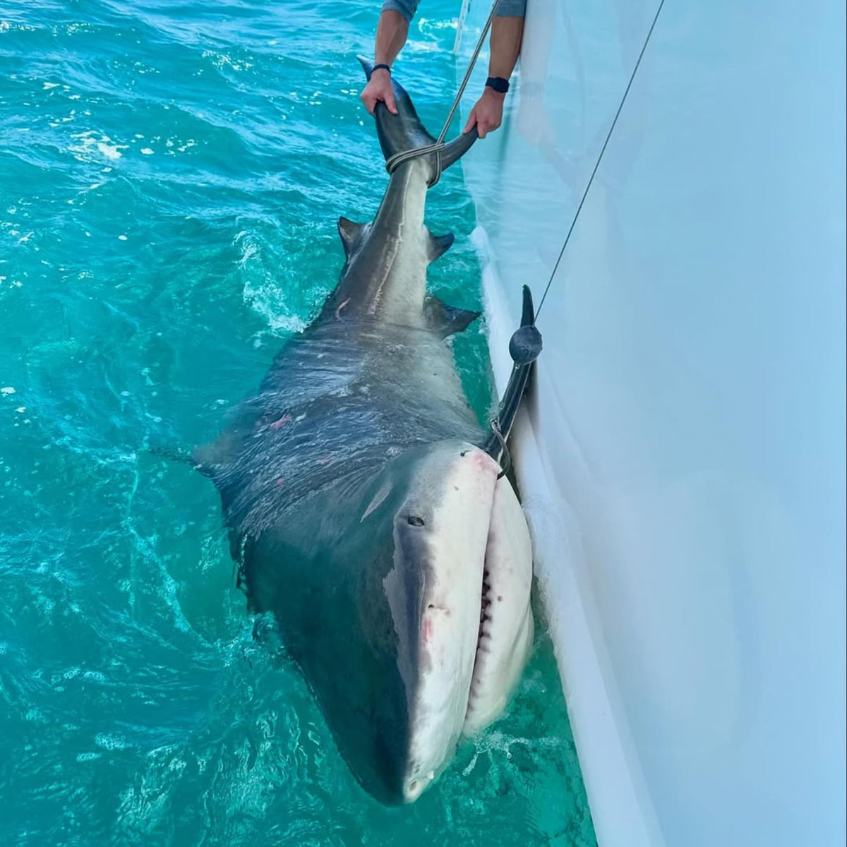 Mustad BlacktipH Monster Shark Rig - 16/0